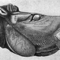 Голова лошади из пещеры Мае д’Азиль (Франция, департамент Арьеж). Рог северного оленя. Длина 5,7 см. Верхний палеолит. Собр. Э. Пъетт (Франция)